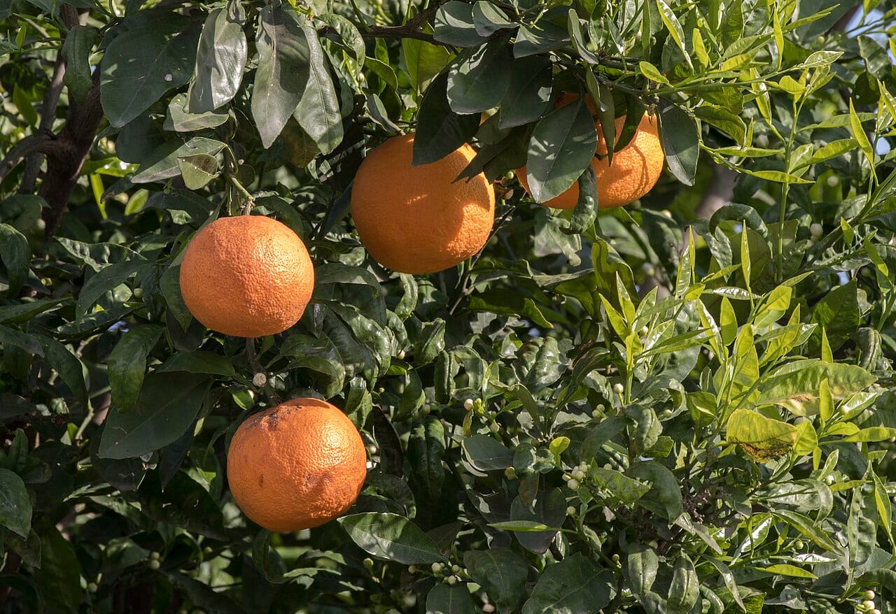 Bigarade fruit : tout savoir sur ses bienfaits et usages 2 Bigarades, les oranges amères, mûrissant sur les branches du bigaradier