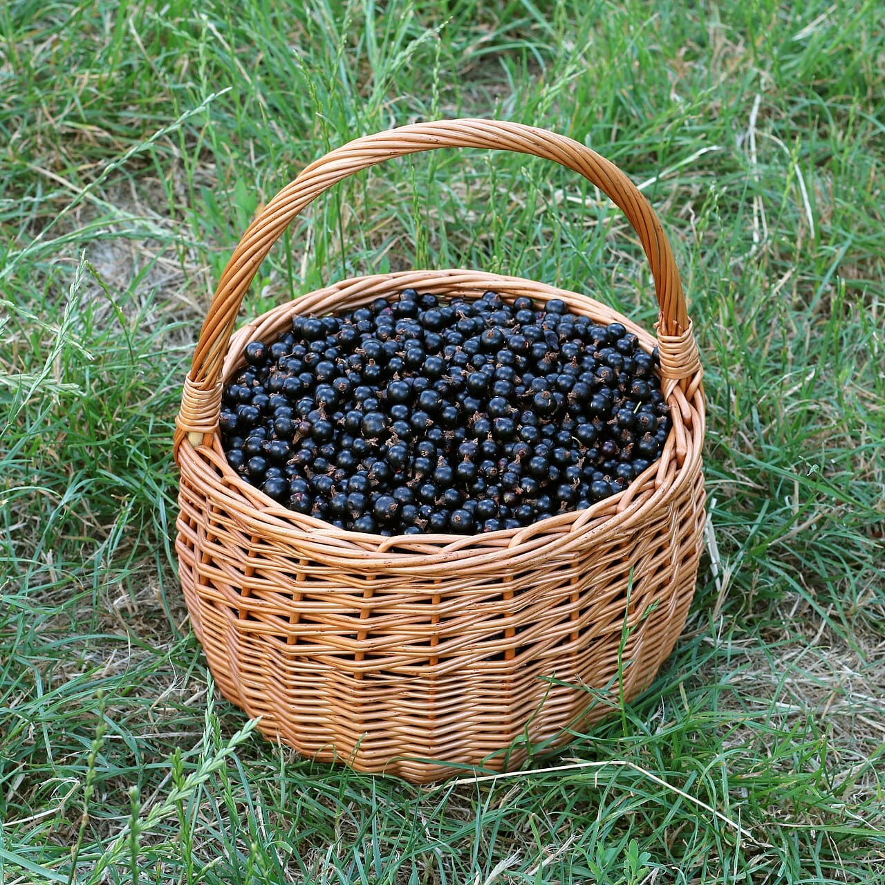 Cassis fruit : 5 bienfaits puissants pour booster votre santé 2 Panier rempli de baies de cassis noires fraîchement cueillies