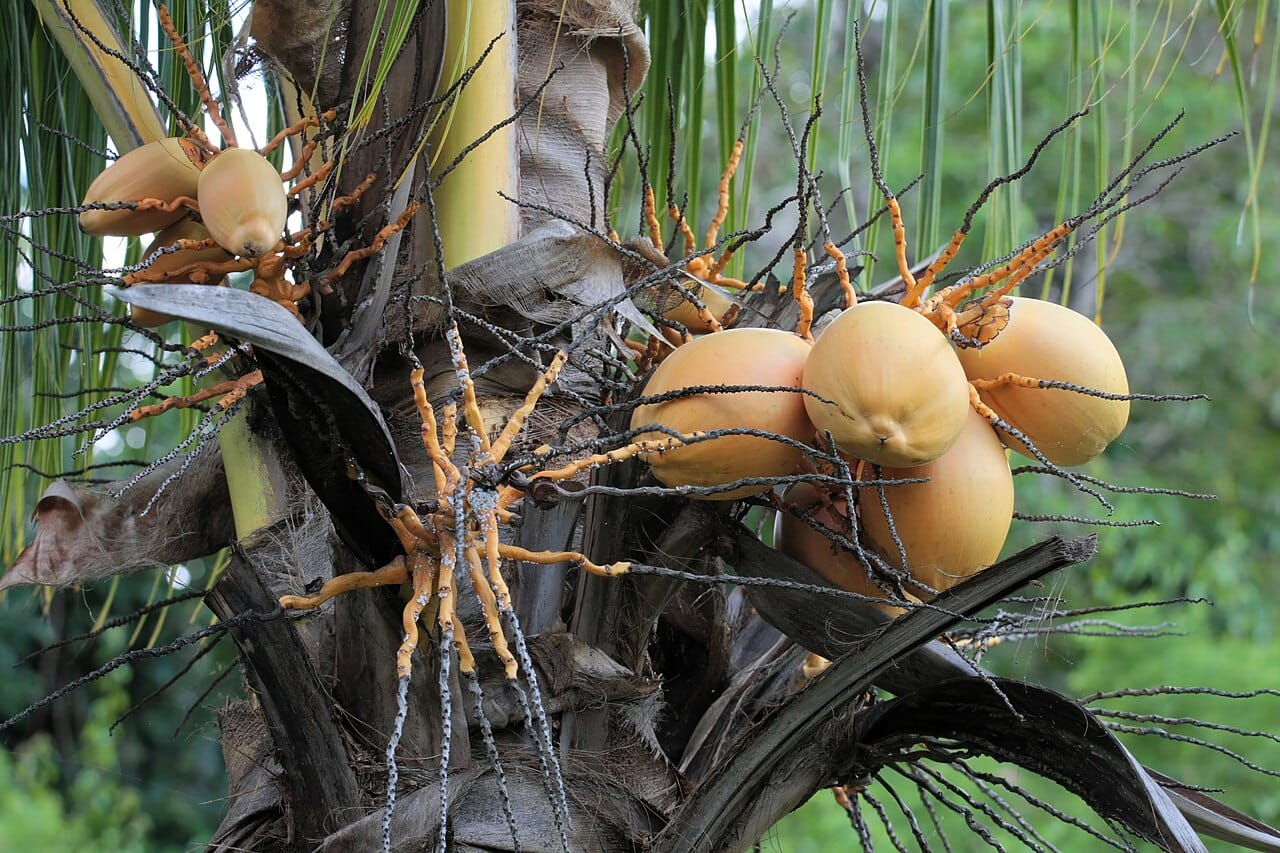 Cocotier fruit : 6 bienfaits et secrets méconnus à connaître 2 Noix de coco orange en régime sous les palmes du cocotier