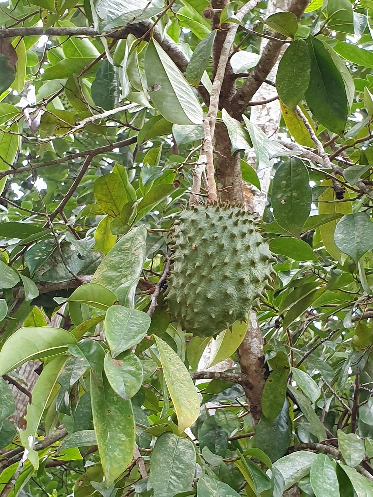 Corossol fruit : 7 bienfaits santé étonnants à découvrir 2 Corossol (Annona muricata) à la peau verte épineuse suspendu aux branches du corossolier