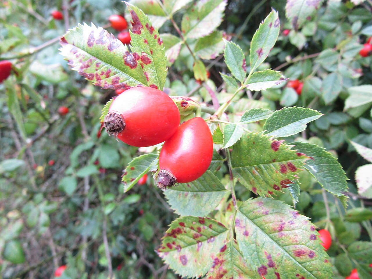 Églantine fruit : 7 bienfaits santé méconnus à découvrir 2 Cynorrhodons rouges, les fruits de l'églantier, sur leur buisson