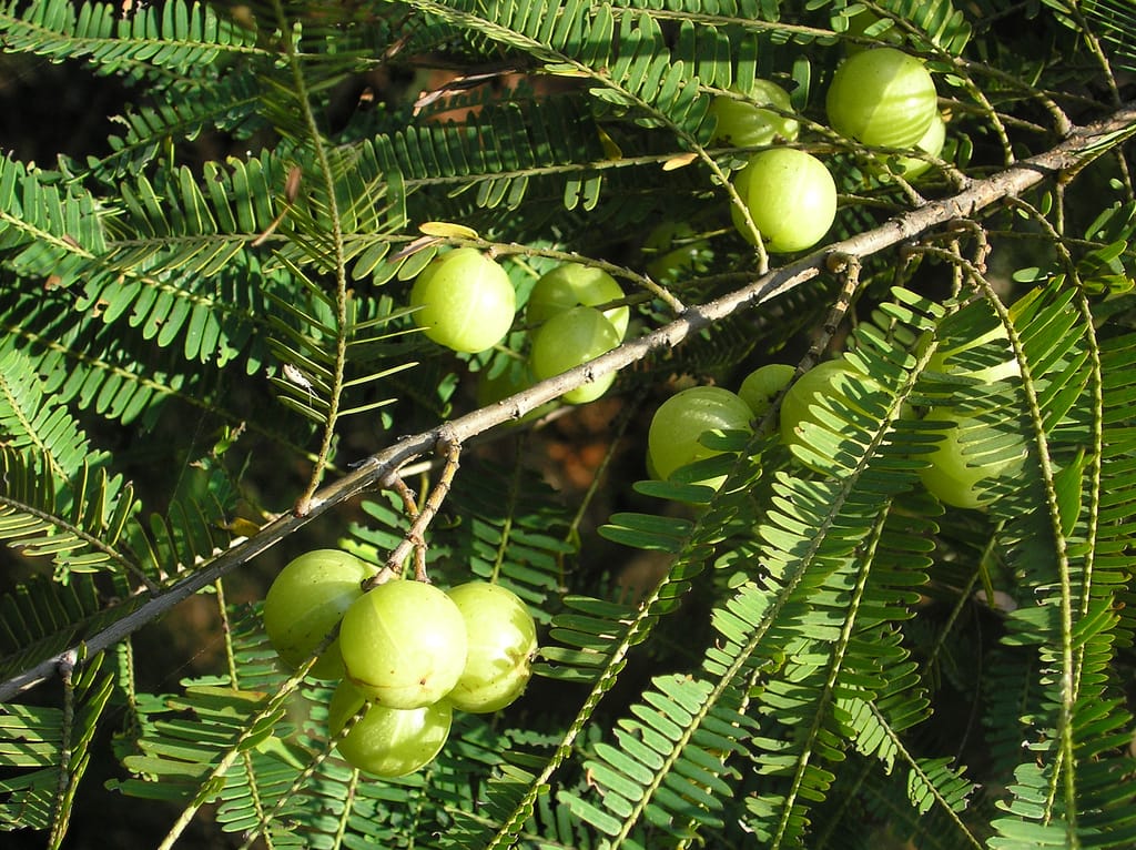 Emblic fruit : 7 bienfaits santé étonnants à connaître 2 Fruits d'emblic (amla) vert translucide accrochés à leur branche