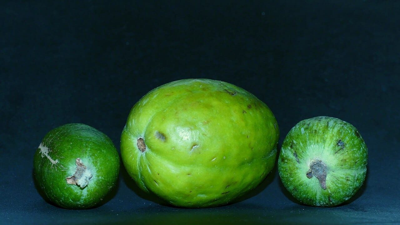 Feijoa fruit : Un Fruit Exotique Qui Éveille les Sens 2 Feijoas verts entiers fraîchement récoltés