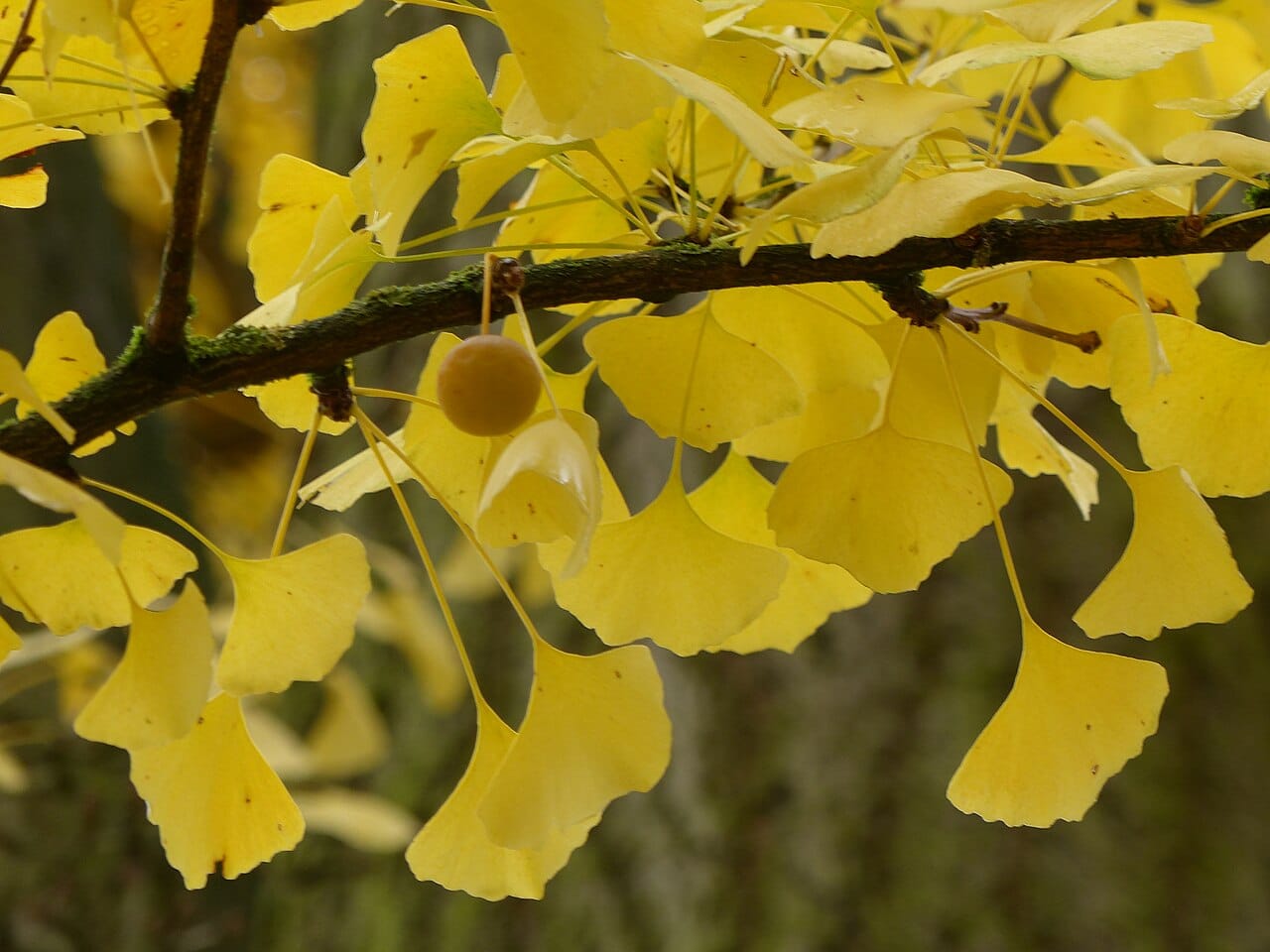 Ginkgo biloba fruit : 7 bienfaits surprenants de ce trésor nutritionnel 2 Fruit jaune du ginkgo biloba entouré des feuilles en éventail caractéristiques