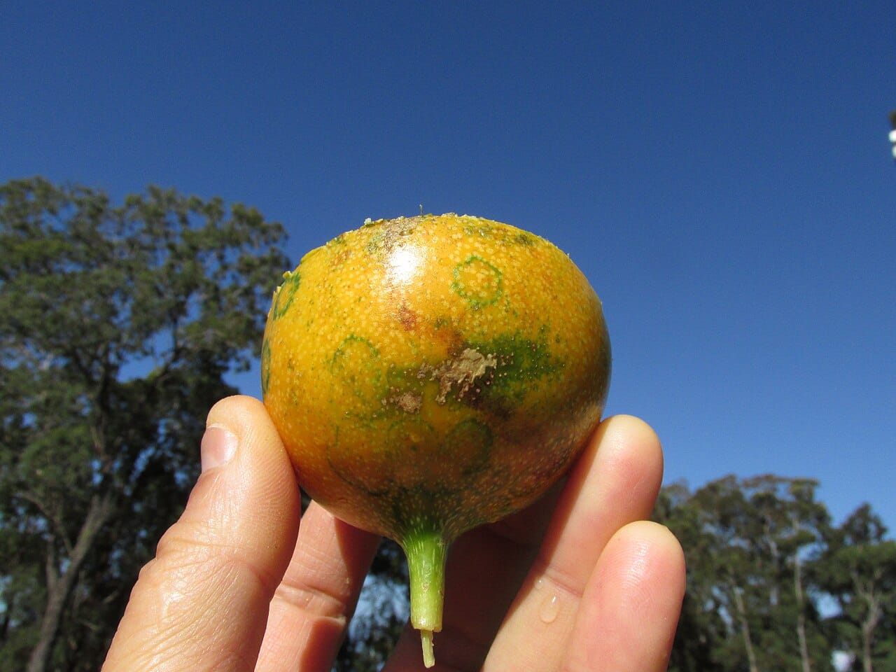 Grenadille fruit : 5 secrets exotiques à découvrir 2 Grenadille douce orange (Passiflora ligularis) tenue en main