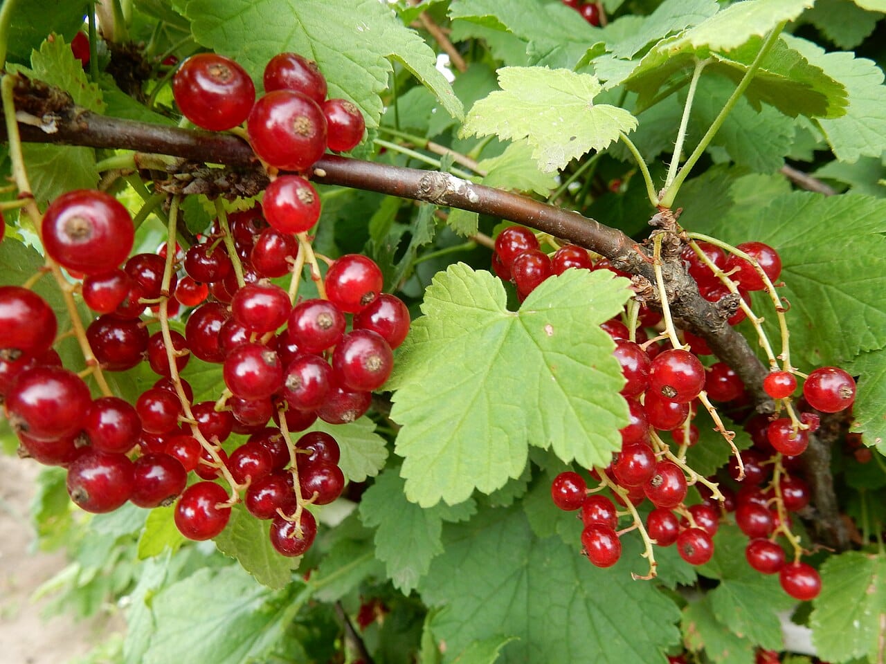 Petits fruits rouges : 7 variétés et leurs bienfaits prouvés 2 Grappes de groseilles rouges translucides sur leur arbuste