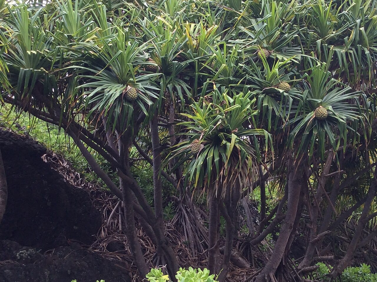 Hala Fruit : Découverte, Bienfaits et Utilisations 2 Pandanus chargés de fruits hala aux segments orange