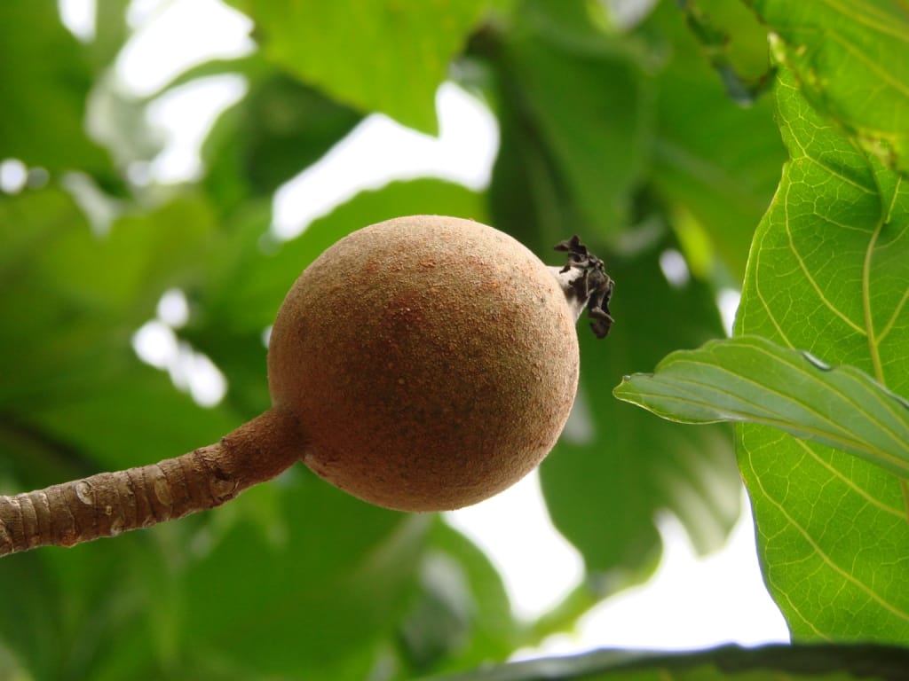 Huito fruit : 7 bienfaits santé puissants 2 Fruits bruns arrondis du huito (Genipa americana) sur l'arbre