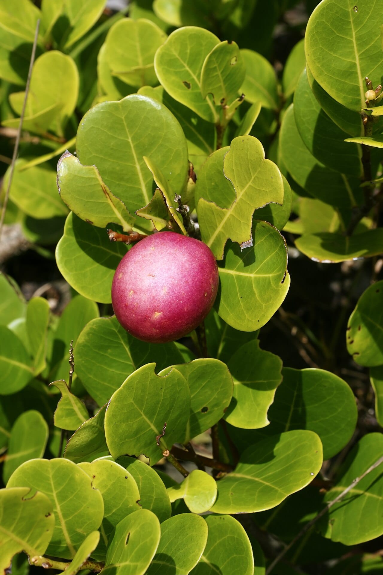 Icaque fruit: un fruit tropical méconnu à découvrir 2 Icaques roses et pourpres, les prunes coton, sur leur arbuste littoral