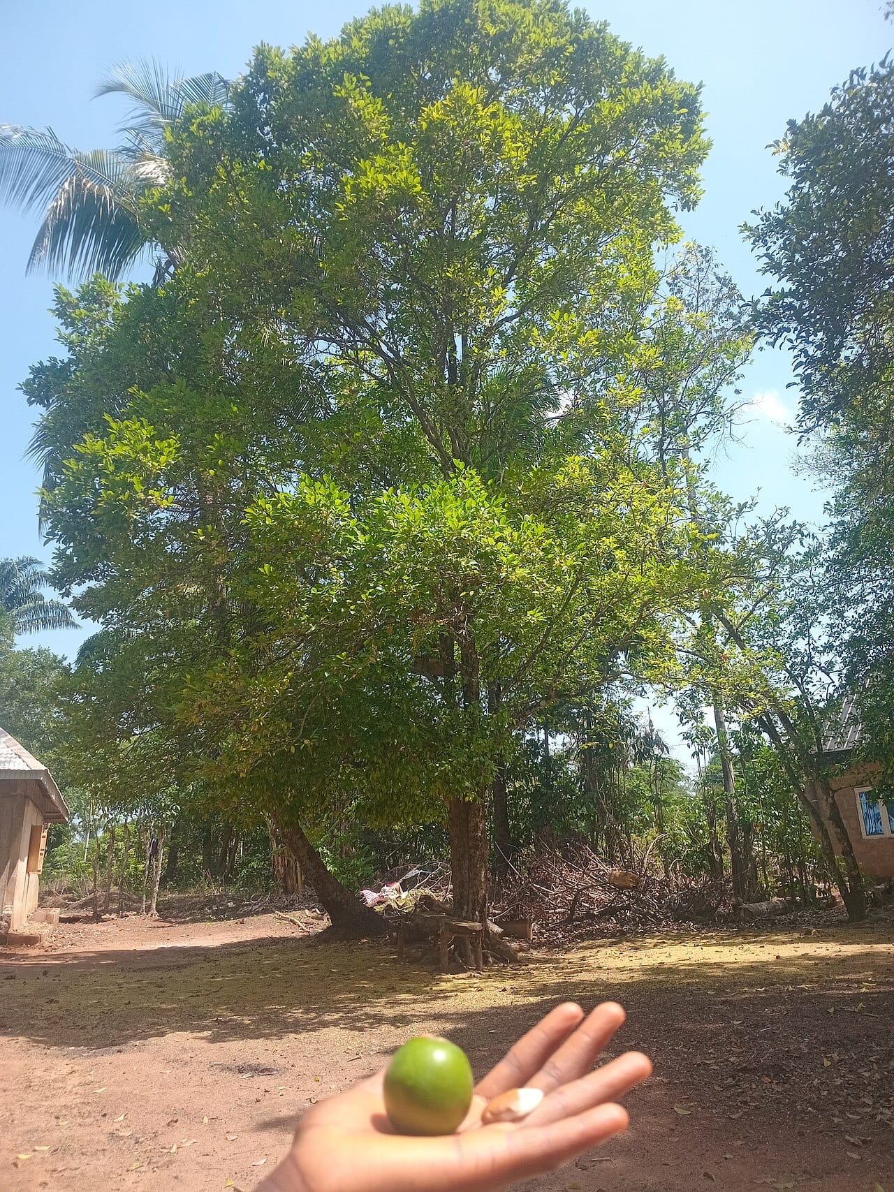 Irvingia fruit : 7 bienfaits incroyables de ce trésor africain 2 Fruit et graine d'irvingia (ogbono), la mangue sauvage africaine