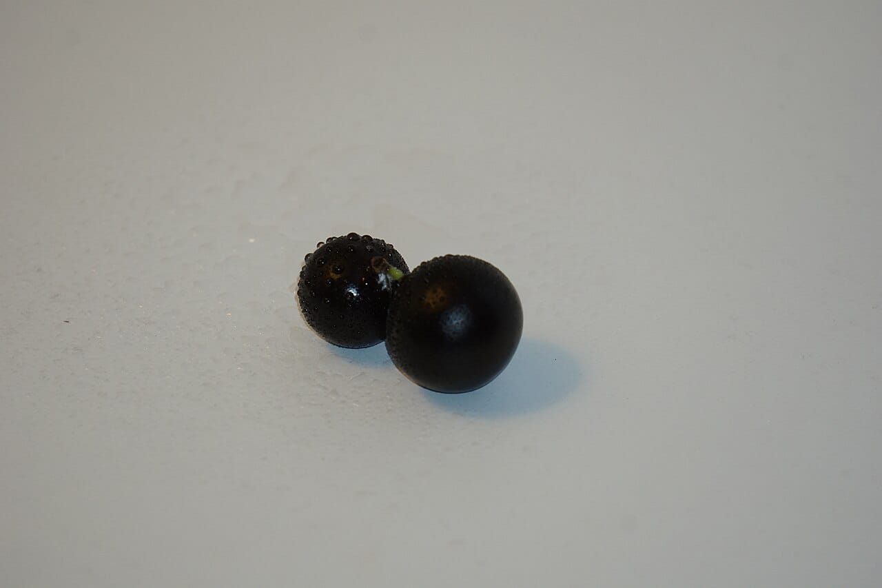 Jabuticaba fruit: Fruit Exotique et Bienfaits Uniques 2 Deux jabuticabas noirs brillants, les raisins d'arbre brésiliens