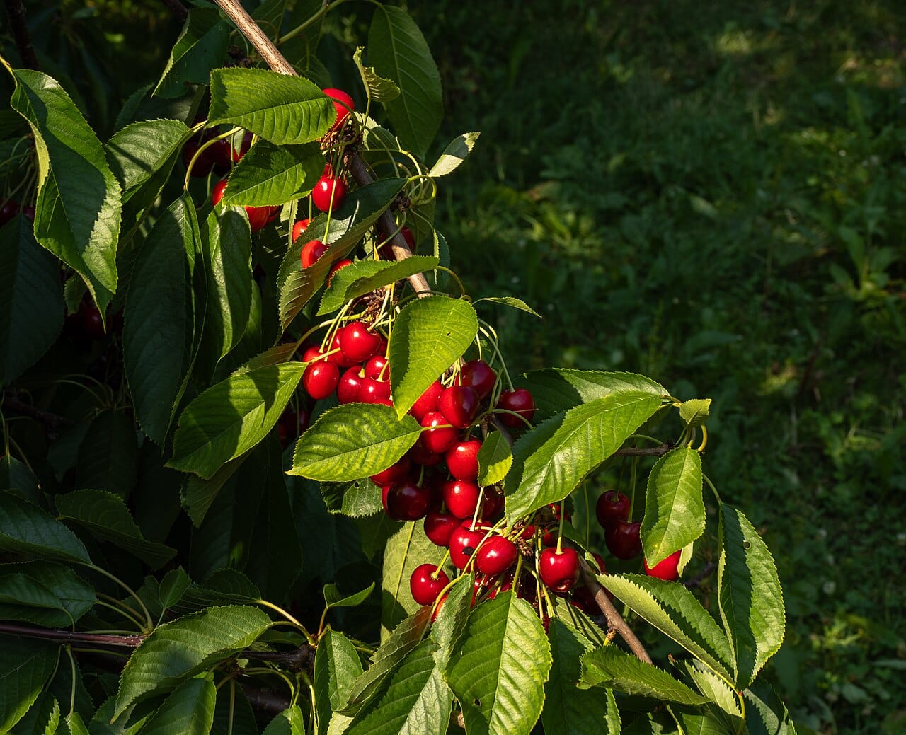 Merise fruit guide complet 7 bienfaits santé et idées cuisine 2 Merises rouges, les cerises sauvages du merisier, accrochées à leur branche