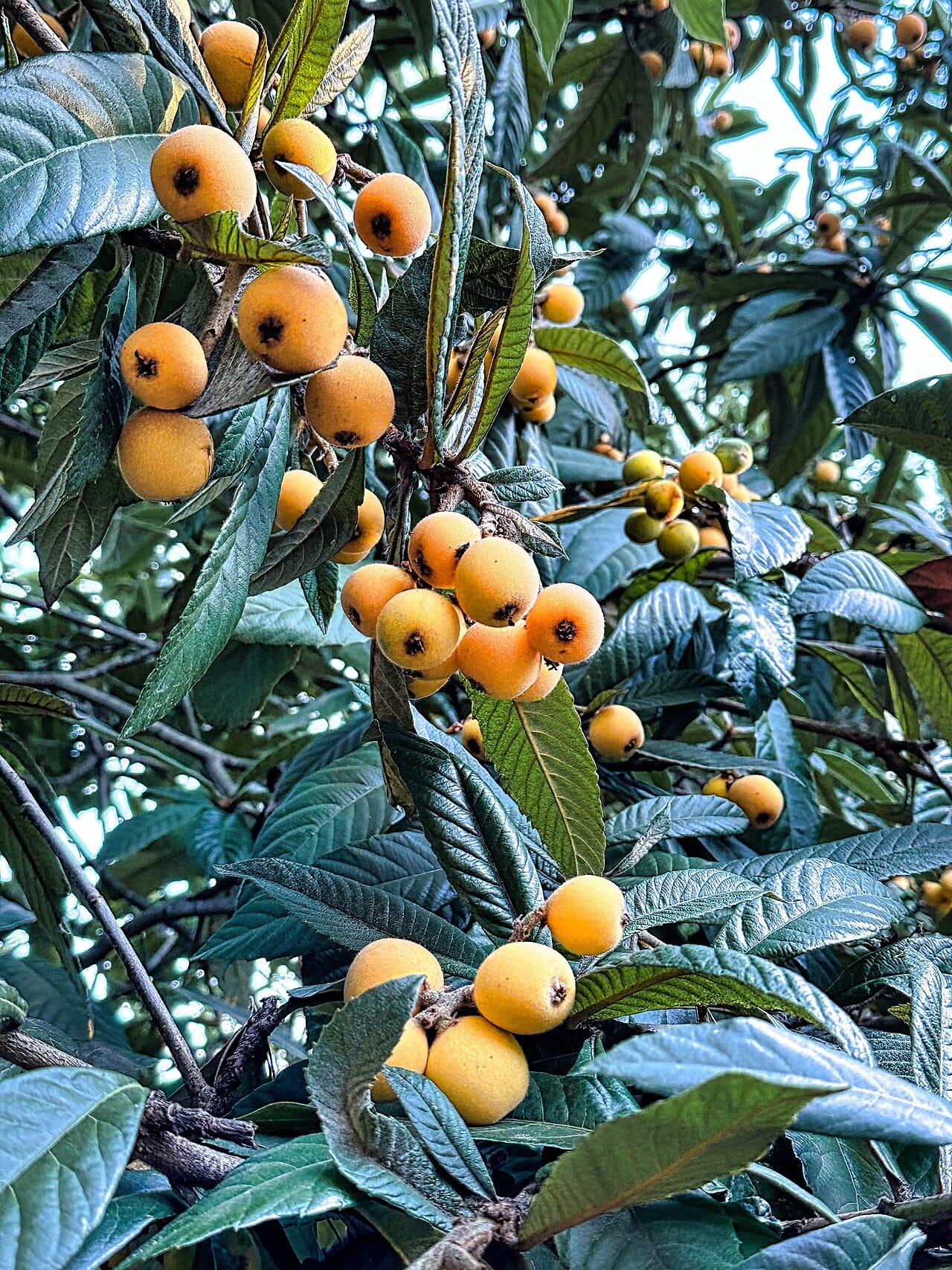 Néflier du Japon : 5 bienfaits santé incroyables à connaitre 2 Nèfles du Japon orange doré mûrissant en grappes sur le néflier