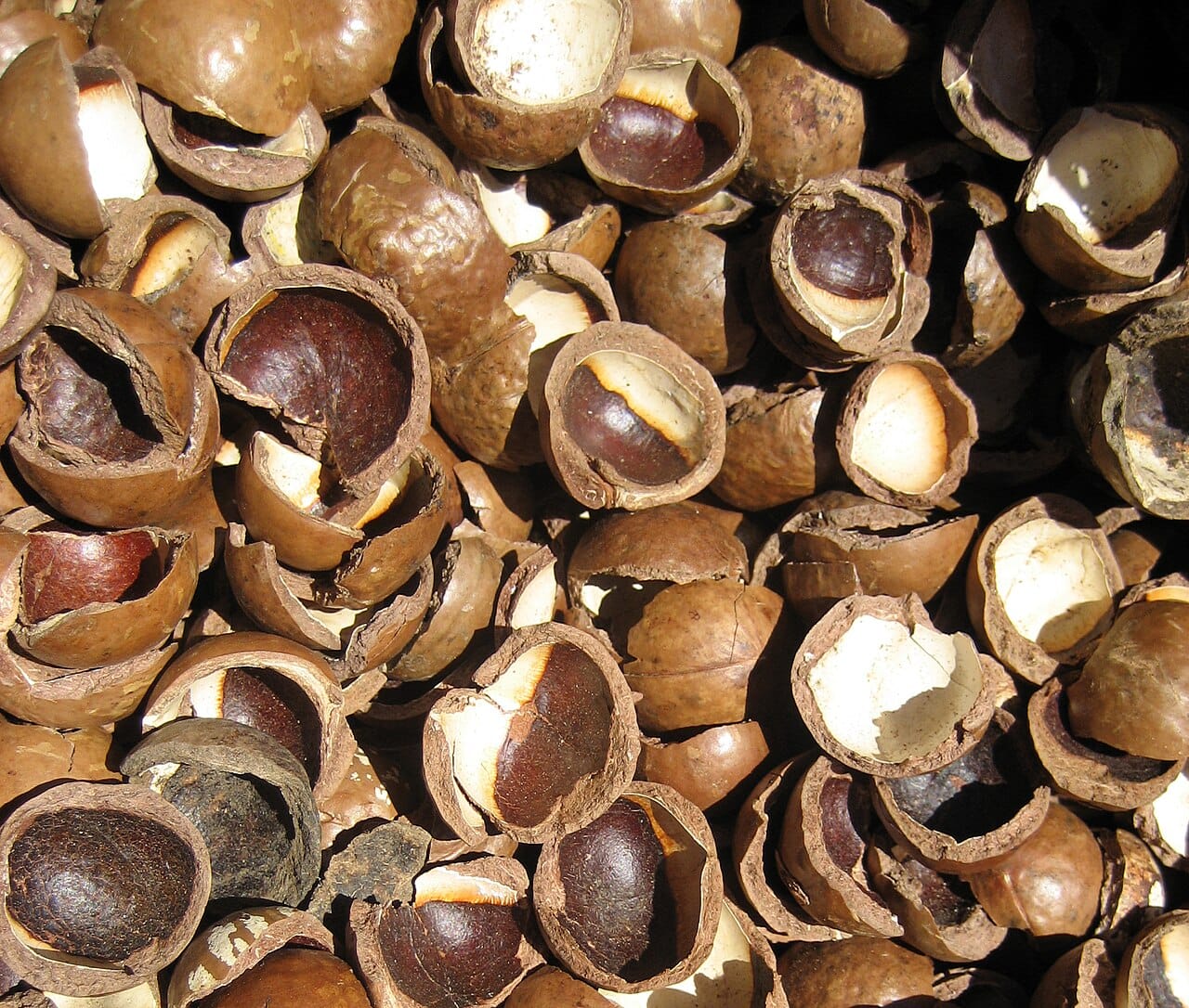 Fruits à coque: macadamia, pécan et cajou aux saveurs irrésistibles 2 Noix de macadamia en coque brune lisse, entières et cassées