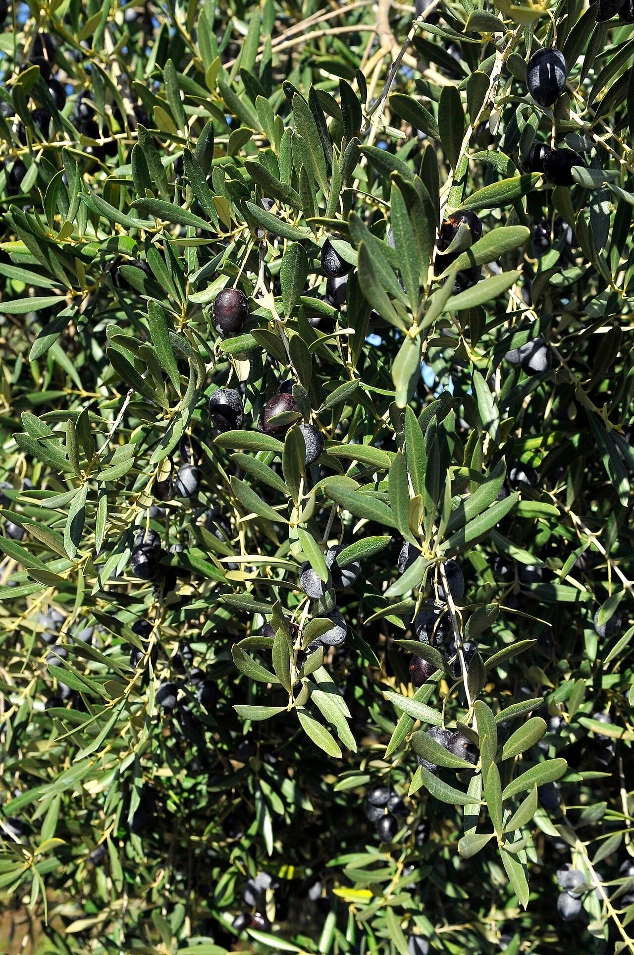 Olives noires mûres parmi le feuillage argenté de l'olivier