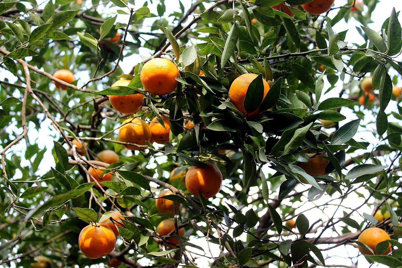 Oranges mûres: comment choisir et conserver des fruits mûrs ? 2 Oranges mûres éclatantes prêtes à cueillir sur l'oranger