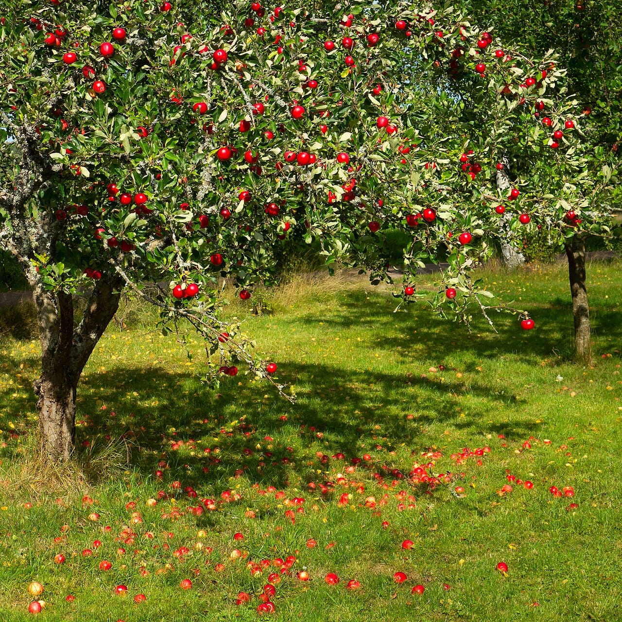 Pomme fruit : 5 bienfaits santé étonnants à découvrir 2 Pommier de verger chargé de pommes rouges en fin d'été
