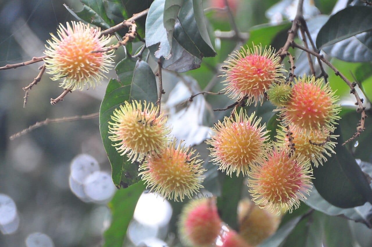 Ramboutan fruit: top 7 bienfaits santé et idées cuisine 2 Ramboutans chevelus jaune orangé accrochés en grappes à leur arbre