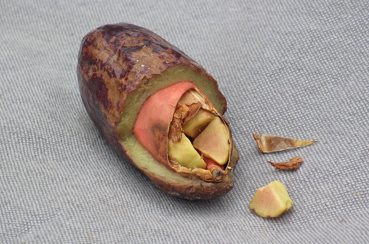 Safou fruit : fiche complète, origine, bienfaits et utilisations 2 Safou mûr entaillé montrant sa peau violette et sa chair vert rosé
